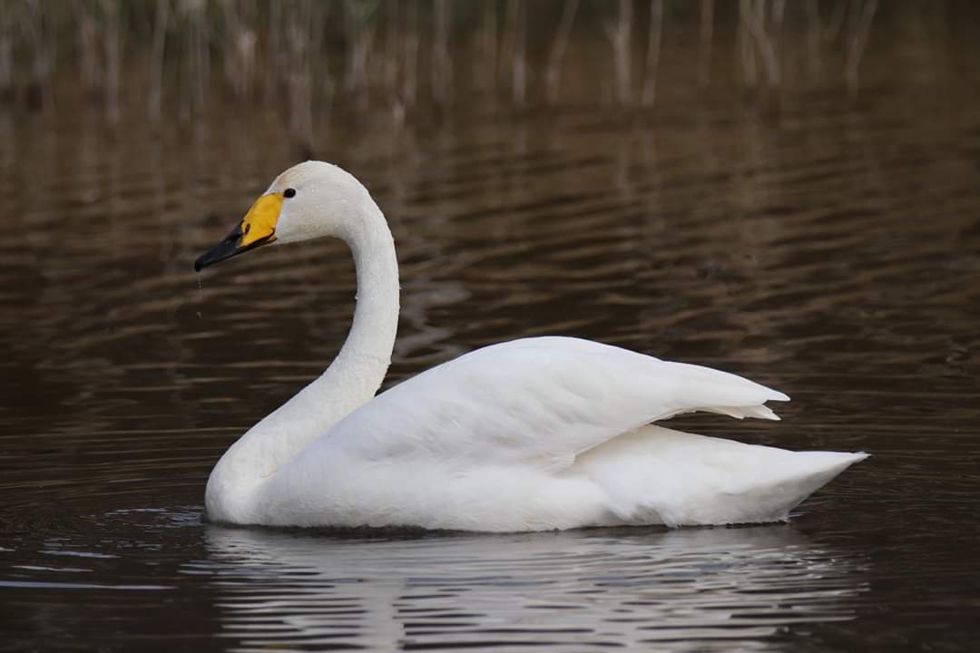 Cygne chanteur